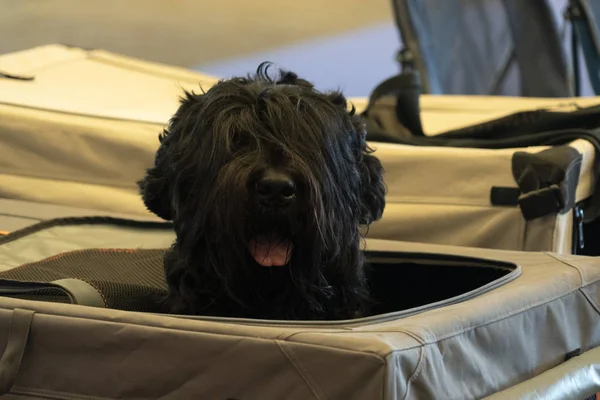 Bouvier des flandres hond — Stockfoto