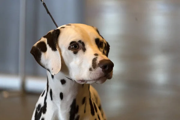 Retrato de perro dálmata —  Fotos de Stock