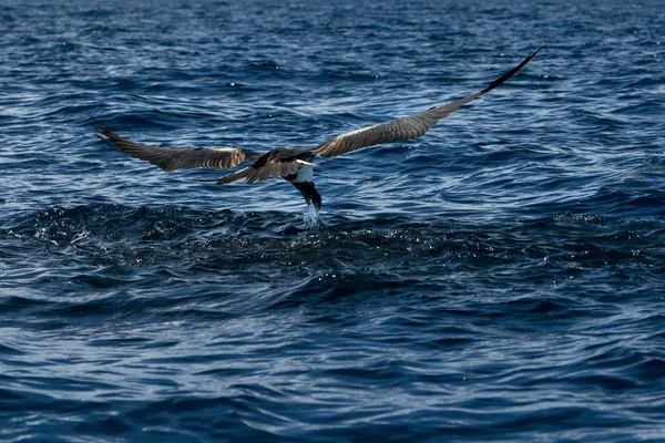 Frigate bird enquanto captura um peixe — Fotografia de Stock