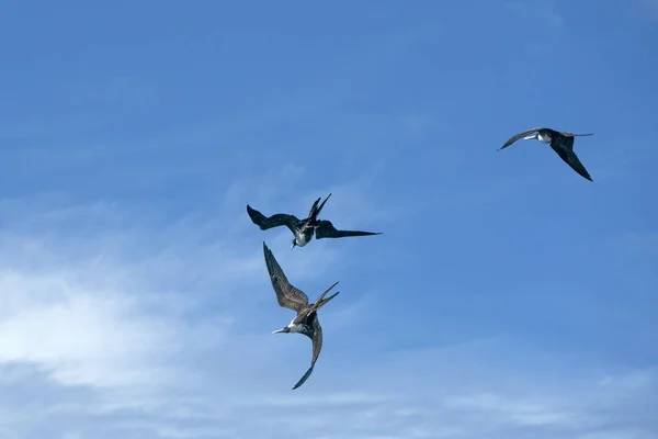 Frigate bird tijdens het vechten voor een vis te vangen — Stockfoto