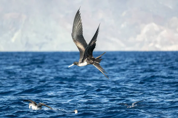 Frigate uccello mentre combattete per una cattura di pesce — Foto Stock