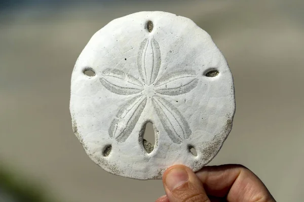 Flower sea urchin skeleton on a sandy beach of mexico — Stock Photo, Image