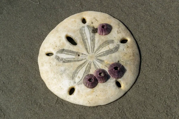 Flower sea urchin skeleton on a sandy beach of mexico — Stock Photo, Image