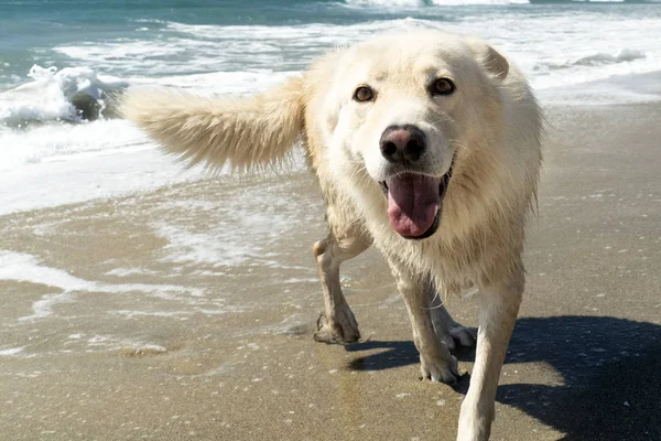 white wolf dog having fun at the beach