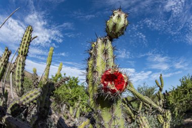 Baja California Çöldeki dev kaktüs
