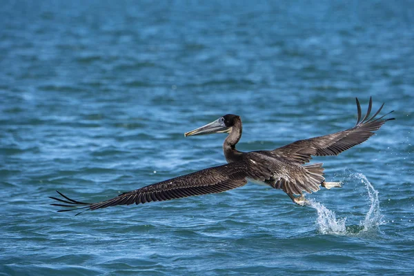 Pelican at sunset — Stock Photo, Image