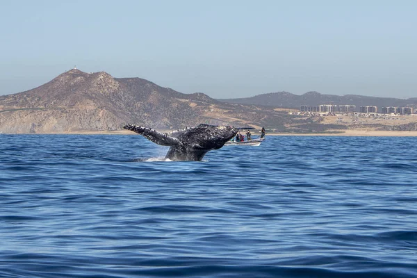 Baleine à bosse brèche dans cabo san lucas le Mexique — Photo