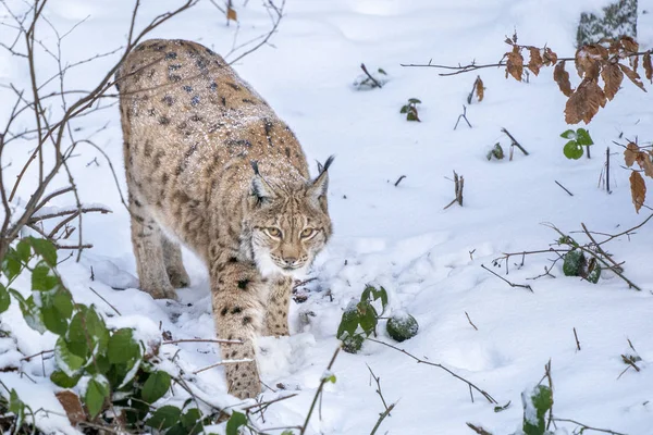 Lince no retrato de neve chegando a você — Fotografia de Stock