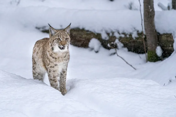 Lynx in the snow portrait coming to you — Stock Photo, Image