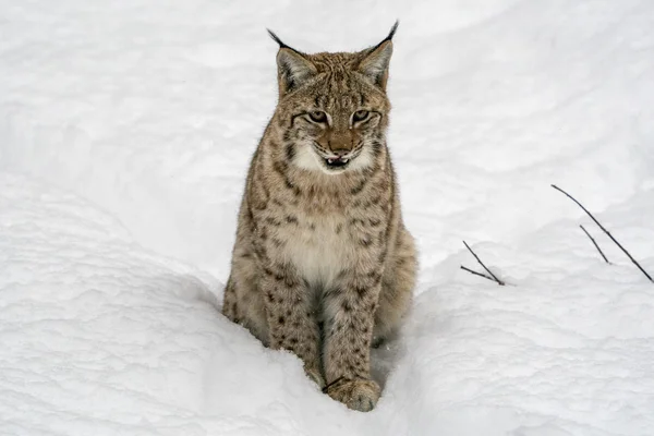 Lynx in the snow portrait coming to you — Stock Photo, Image