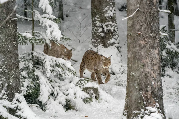 Lince en el retrato de nieve que viene a usted —  Fotos de Stock