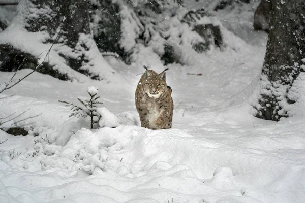 Lynx dans la neige portrait venir à vous — Photo