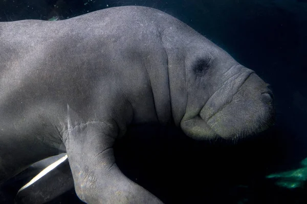 水中でのマナティーの閉鎖 — ストック写真