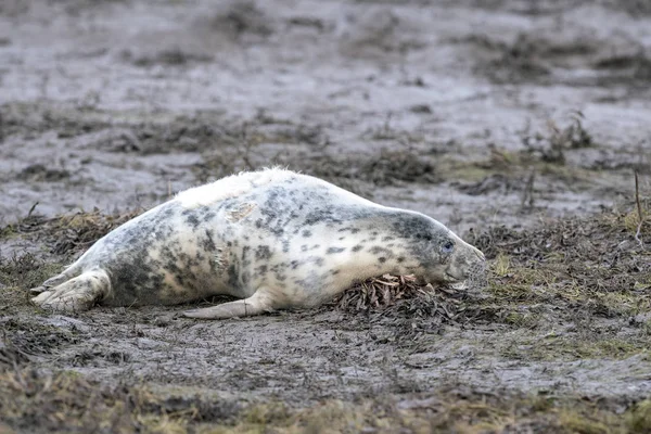 Grijze zeehond ontspannen op donna nook strand linconshire — Stockfoto