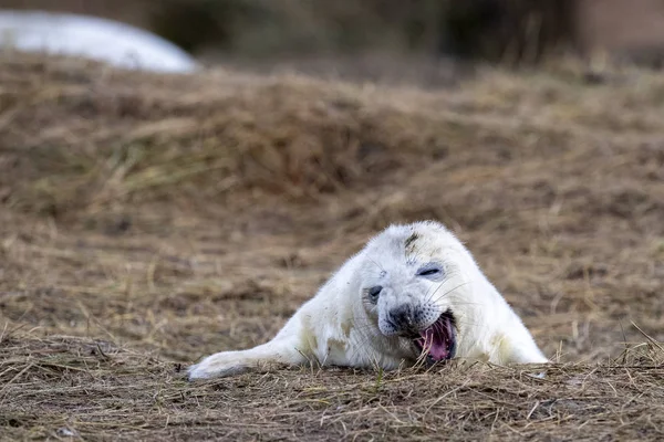 Newborn white grey seal relaxing on donna nook beach linconshire — Stock Photo, Image