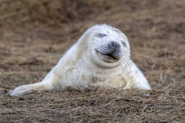 Recién nacido blanco gris foca relajante en donna rincón playa linconshire —  Fotos de Stock