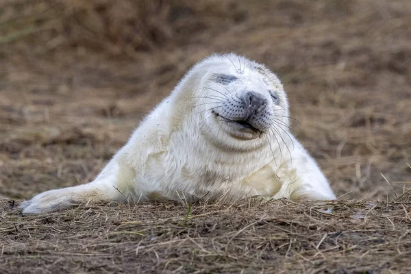 Neonato bianco grigio sigillo rilassante su donna nook spiaggia linconshire — Foto Stock