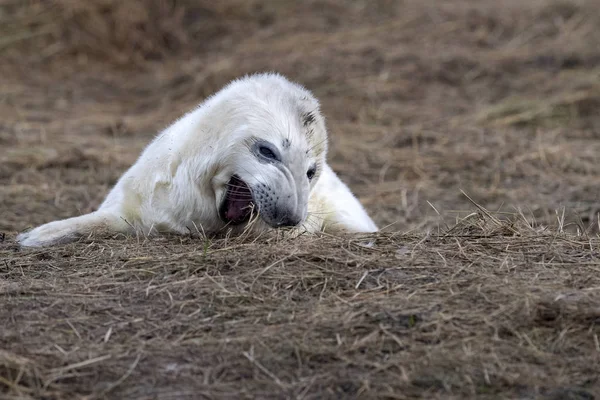 Recién nacido blanco gris foca relajante en donna rincón playa linconshire —  Fotos de Stock