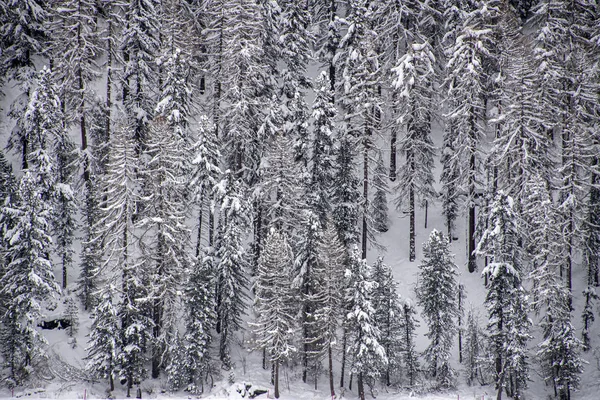 Сосновые ветви, покрытые снегом в горах — стоковое фото