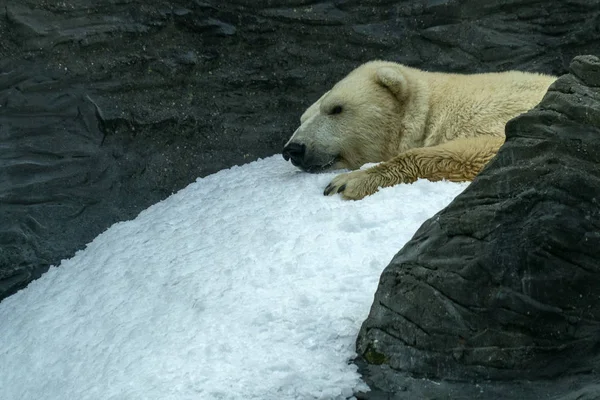 Niedźwiedź polarny bliska portret — Zdjęcie stockowe