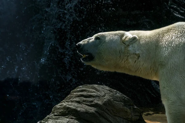 Orso polare ritratto da vicino — Foto Stock