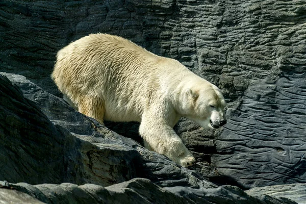 Niedźwiedź polarny bliska portret — Zdjęcie stockowe
