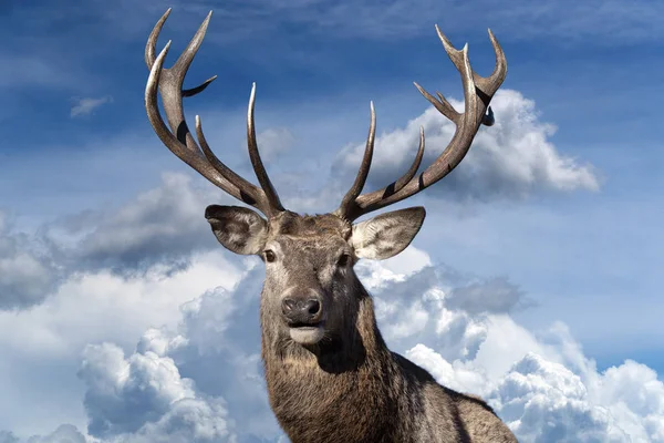 Retrato de ciervo rojo masculino mirándote sobre un fondo nublado del cielo — Foto de Stock