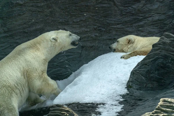 Niedźwiedź polarny zbliżenie portret podczas walki — Zdjęcie stockowe