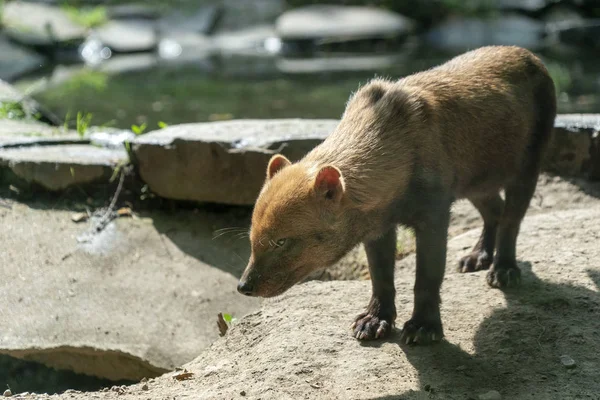 Speothos venaticsブッシュ犬の肖像画 — ストック写真