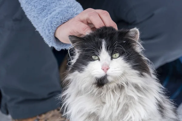 Humana Mão acariciando Retrato de gato no fundo da neve — Fotografia de Stock