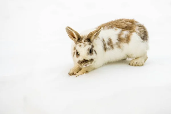 Påskharen isolerad på vit snö — Stockfoto