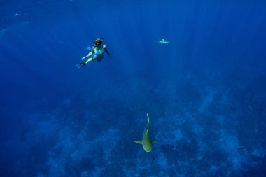 Polinezya 'nın mavi okyanusunda limon köpekbalığıyla şnorkelle yüzmek