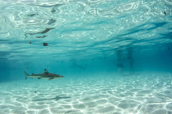 Nadar con tiburones en el océano azul de la polinesia — Foto de Stock