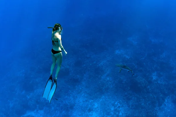 Plongée avec tuba avec requin citron dans l'océan bleu de la polynésie — Photo