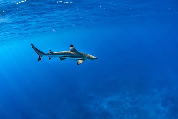 Polinezya 'nın mavi okyanusunda köpekbalıklarıyla yüzmek — Stok fotoğraf