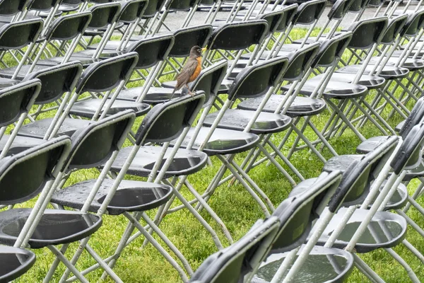 Pájaro en sillas de audiencia — Foto de Stock