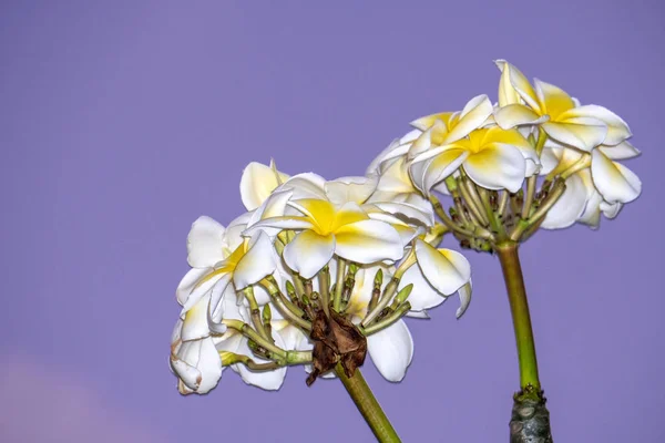 Frangipani flower isolated on violet background — Stock Photo, Image