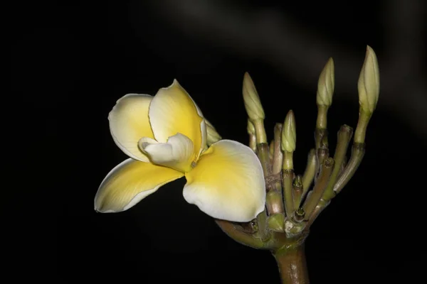 Frangipani fleur isolée sur fond noir — Photo