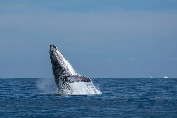 Quebra de baleia jubarte em cabo san lucas — Fotografia de Stock