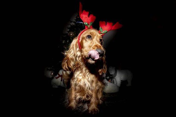 Cocker Spaniel Weihnachten gekleidete Rentiere isoliert auf schwarz — Stockfoto