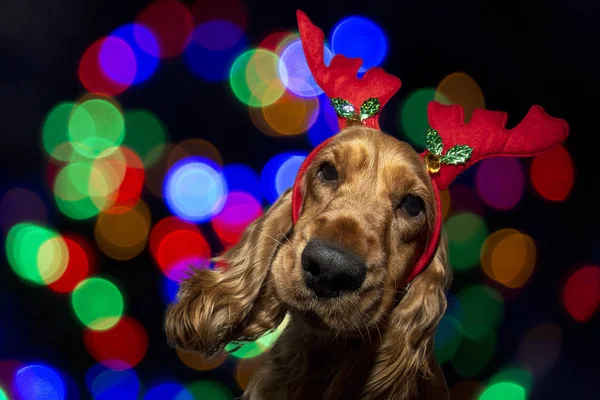 Cocker Spaniel Boże Narodzenie ubrany renifer na błyszczącym tle światła — Zdjęcie stockowe