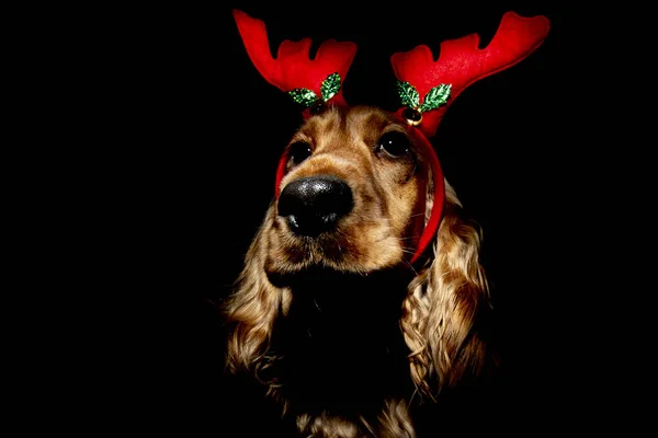 Cocker Spaniel Christmas dressed reindeer isolated on black — Stock Photo, Image