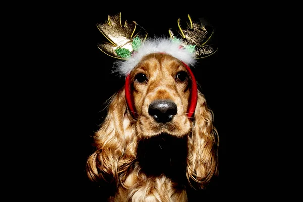 Cocker Spaniel Christmas dressed reindeer isolated on black — Stock Photo, Image