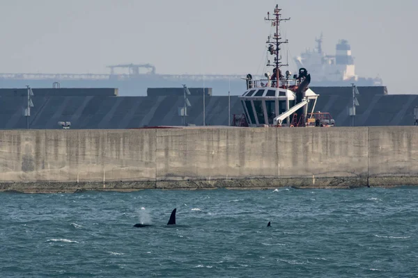 Orca killer whale outside genoa harbor in mediterranean — Stock Photo, Image