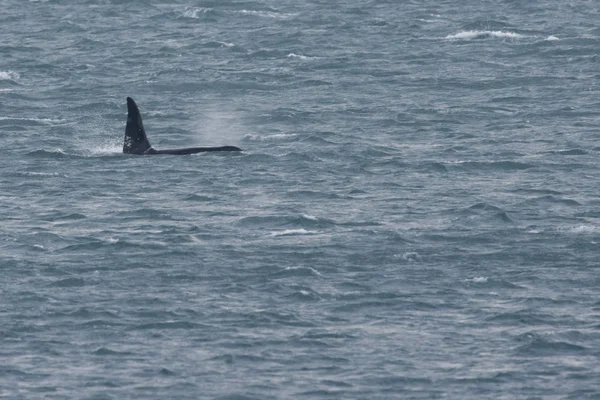 Orca baleia assassina fora do porto de Génova no Mediterrâneo — Fotografia de Stock