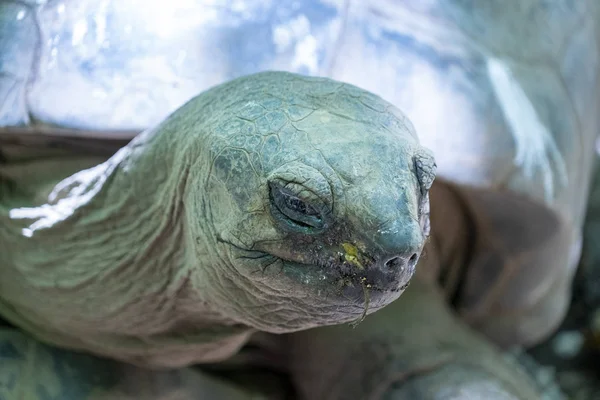 Isla de Seychelles tortuga gigante —  Fotos de Stock