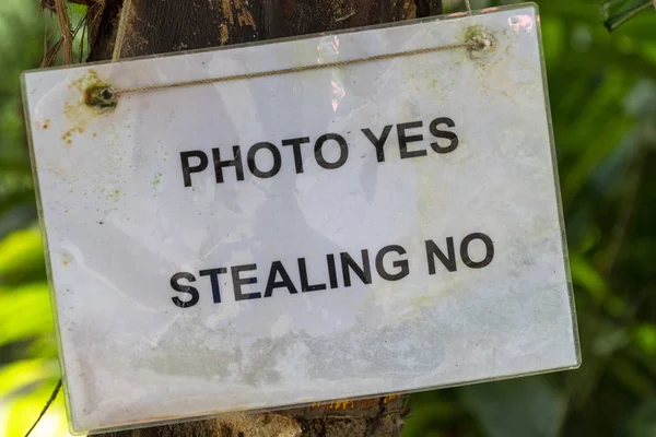 Photo Yeas Stealing no hanging from coconut tree — Stock Photo, Image