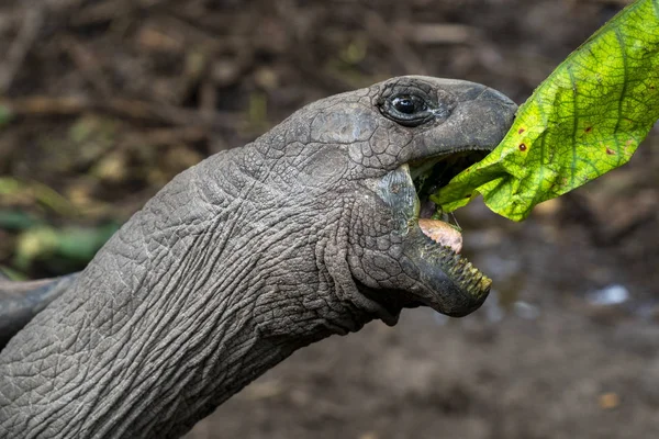 Isla de Seychelles tortuga gigante —  Fotos de Stock