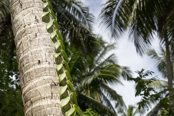 Baunilha em coqueiro — Fotografia de Stock