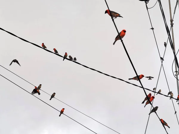 Κόκκινα πτηνά σε γραμμές ηλεκτρικής ενέργειας — Φωτογραφία Αρχείου